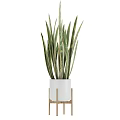Potted Plants With Green Striped Leaves In White Pots On Wooden Stands