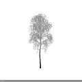 Snow Covered Birch Tree With Delicate Branches And White Bark 3d model