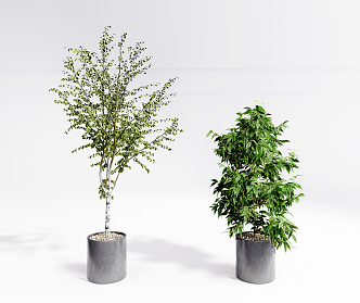 Modern potted plant potted plants 3d model