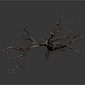 Dry Leafless Tree Trunk With Twisted Branches On Dark Gray Background