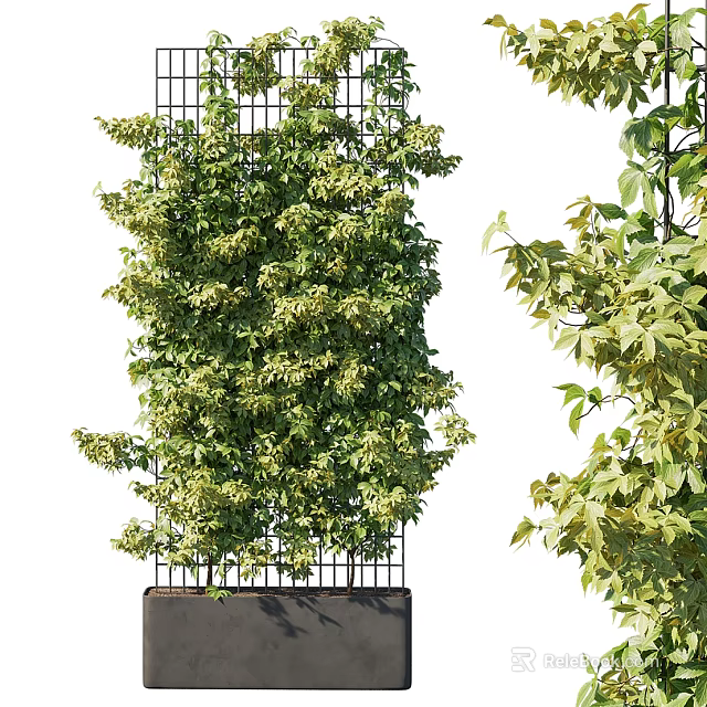 Lush Green Vine Climbing On Metal Trellis With Dense Foliage And Fresh Leaves 3d model 