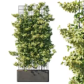 Lush Green Vine Climbing On Metal Trellis With Dense Foliage And Fresh Leaves