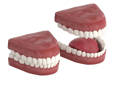 Dentures Model Displaying Upper And Lower Teeth With Pink Gums 3d model