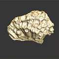 Textured Natural Shell Specimen With Honeycomb Pattern And Brown Irregular Surface