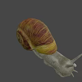 Small Snail With Brown Yellow Shell And Gray Body On Blurred Background