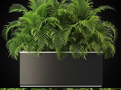 Bonsai Potted Plant With Lush Green Fern Like Leaves In Black Square Planter 3d model