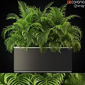 Bonsai Potted Plant With Lush Green Fern Like Leaves In Black Square Planter