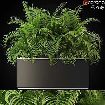 Bonsai Potted Plant With Lush Green Fern Like Leaves In Black Square Planter 3d model