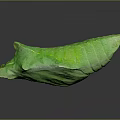 Green Leaf Wrapped Food Roll With Fresh Texture And Organic Appearance