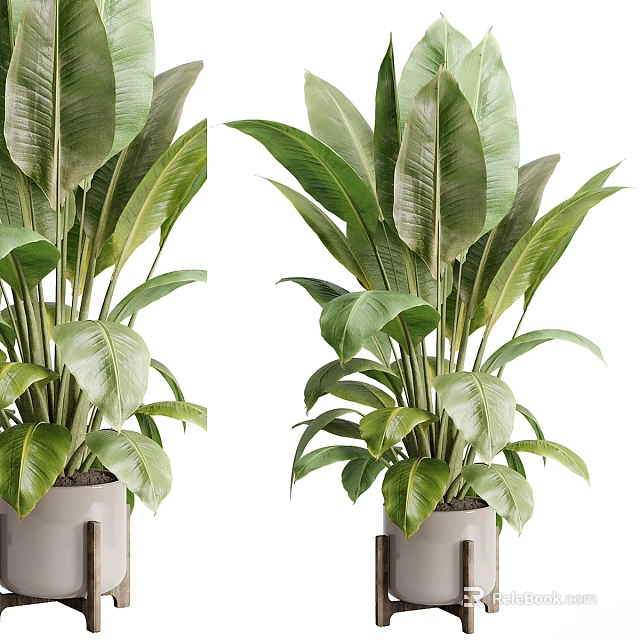 Vibrant Tropical Foliage With Large Green Leaves In Modern Metal Planters 3d model 