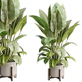 Vibrant Tropical Foliage With Large Green Leaves In Modern Metal Planters