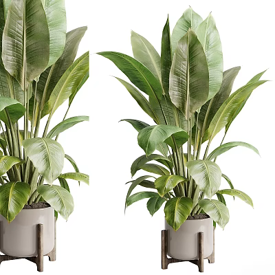 Vibrant Tropical Foliage With Large Green Leaves In Modern Metal Planters 3d model