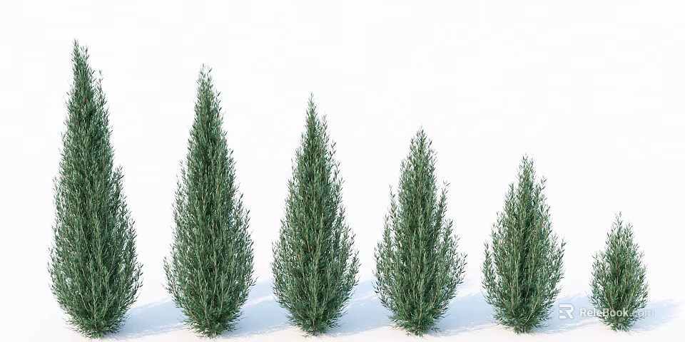 Evergreen Coniferous Arbor Trees Arranged In Row With Green Foliage 3d model 