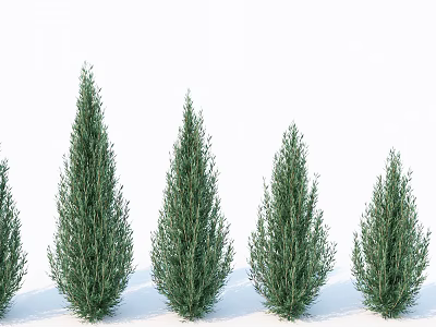 Evergreen Coniferous Arbor Trees Arranged In Row With Green Foliage 3d model
