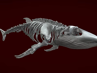 Detailed Anatomical Aquatic Fish Skeleton With Bone Structure On Red Background 3d model