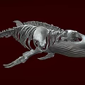 Detailed Anatomical Aquatic Fish Skeleton With Bone Structure On Red Background