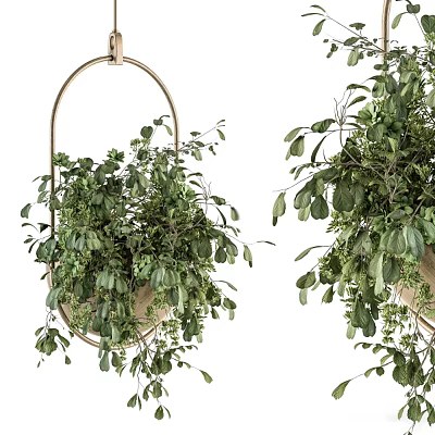 Hanging Green Bonsai Potted Plants With Metal Hoop Stand And Lush Foliage 3d model