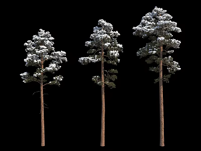 Three Snow Covered Pine Trees With Brown Trunks And Lush Canopies 3d model