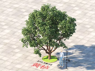 Tall Arbor Smoke Tree in Paved Square with 5 Meters Height and Human Figure 3d model