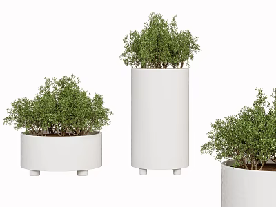 Potted Bonsai Plants in White Pots with Various Shapes Raised Bases and Lush Green Foliage 3d model