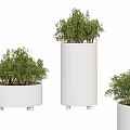 Potted Bonsai Plants in White Pots with Various Shapes Raised Bases and Lush Green Foliage