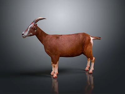 Brown Goat With Curved Horns And White Legs Standing On Neutral Gray Background 3d model
