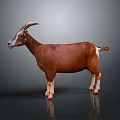 Brown Goat With Curved Horns And White Legs Standing On Neutral Gray Background