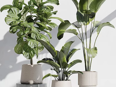 Lush Home Garden With Lush Green Leafy Plants In Various Decorative Ceramic Pots 3d model