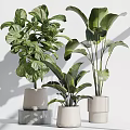 Lush Home Garden With Lush Green Leafy Plants In Various Decorative Ceramic Pots
