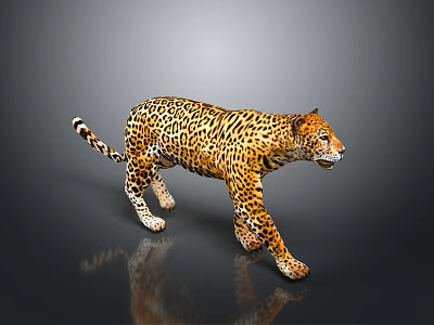 Leopard with yellow and black spotted fur walking on dark background with reflection 3d model