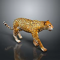 Leopard with yellow and black spotted fur walking on dark background with reflection 3d model
