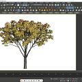 Beautiful Arbor With Colorful Red Yellow Green Leaves Slender Trunk And Spreading Branches