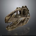 Ancient Dinosaur Skull Fossil With Intricate Bone Structure And Sharp Teeth