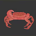 Detailed View Of Orange Fresh Crab With Large Claws On Smooth Surface Showing Reflection