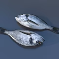 Two Fresh Silver Fish With Black Eyes Fins And Scales For Seafood Cooking