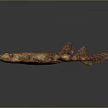 Realistic 3D Shark Model With Textured Brown Skin And Detailed Marine Animal Features