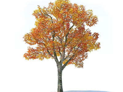 Tall Autumn Arbor Featuring Vibrant Orange Yellow Leaves And Brown Trunk 3d model