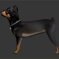 Small Black and Tan Dog Standing with Collar on Dark Background