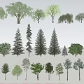 Various Arbor Tree Species Including Pine Willow Evergreen and Deciduous Types 3d model