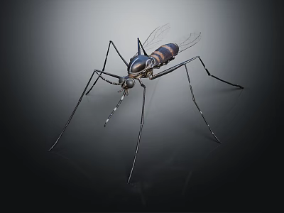 Detailed Mosquito With Long Thin Legs Transparent Wings And Striped Body 3d model