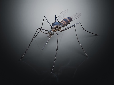 Modern Mosquito Insect Black Mosquito Wildlife model