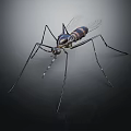 Detailed Mosquito With Long Thin Legs Transparent Wings And Striped Body 3d model