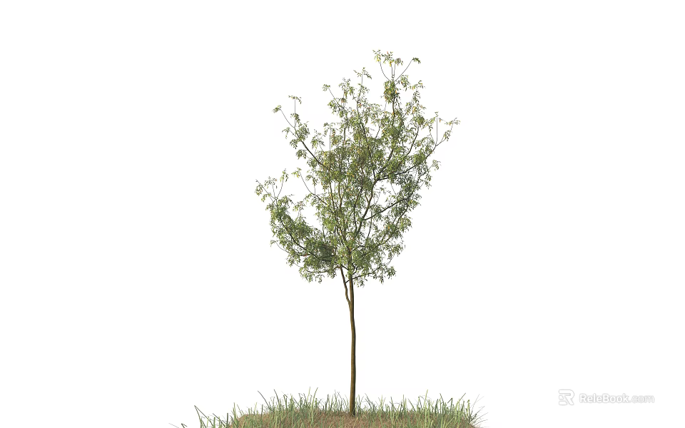 Single Arbor Tree With Green Leaves And Grass Growing At Base 3d model 