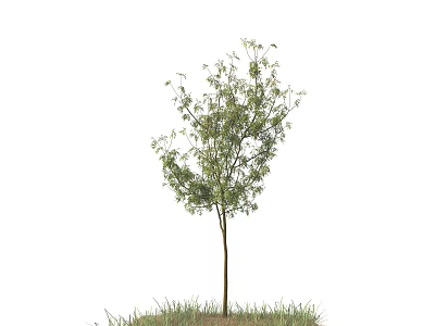 Single Arbor Tree With Green Leaves And Grass Growing At Base 3d model