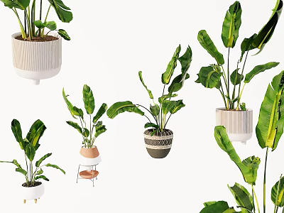 Various Green Leafy Potted Plants With Decorative Pots In Different Sizes And On Shelf 3d model