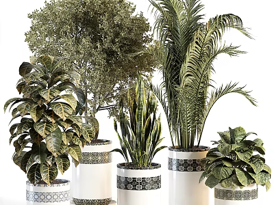 Bonsai Potted Plants With Various Green Foliage And Palm Leaves In Decorative White Pots 3d model