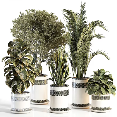 Bonsai Potted Plants With Various Green Foliage And Palm Leaves In Decorative White Pots 3d model