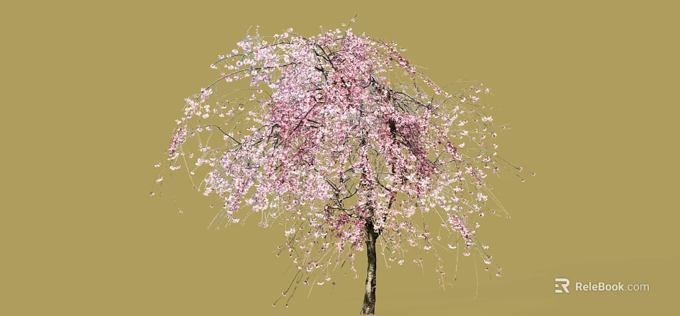 Weeping Cherry Arbor With Pink Blossoms And Hanging Branches In Bloom 3d model 