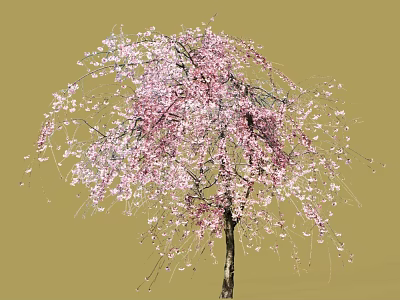 Weeping Cherry Arbor With Pink Blossoms And Hanging Branches In Bloom 3d model