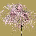 Weeping Cherry Arbor With Pink Blossoms And Hanging Branches In Bloom